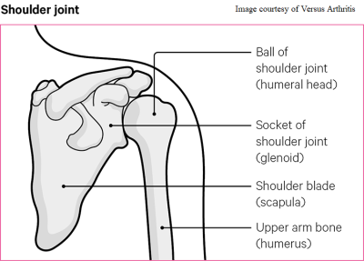 Shoulder Joint.png