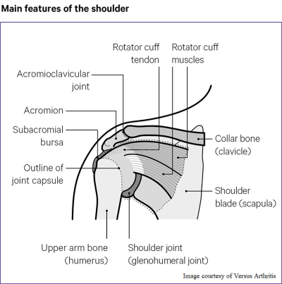 Drawing of the shoulder labelling the location of various soft tissues and bones