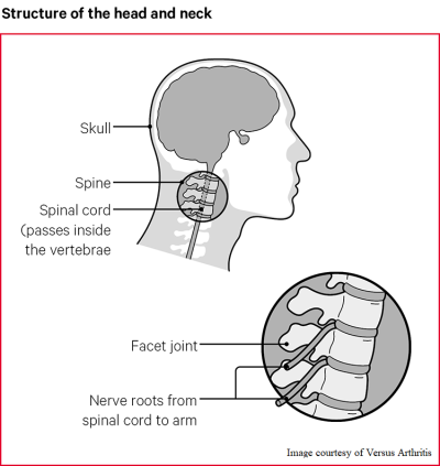 Structure of the Head and Neck