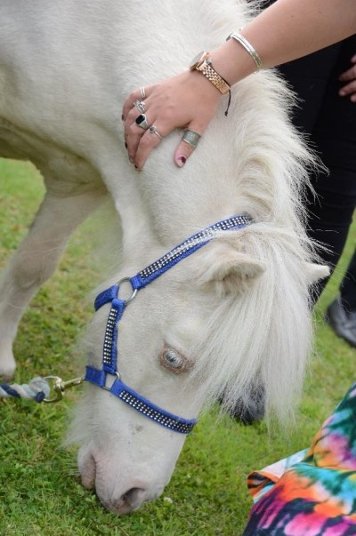 Image shows a pony eating grass.